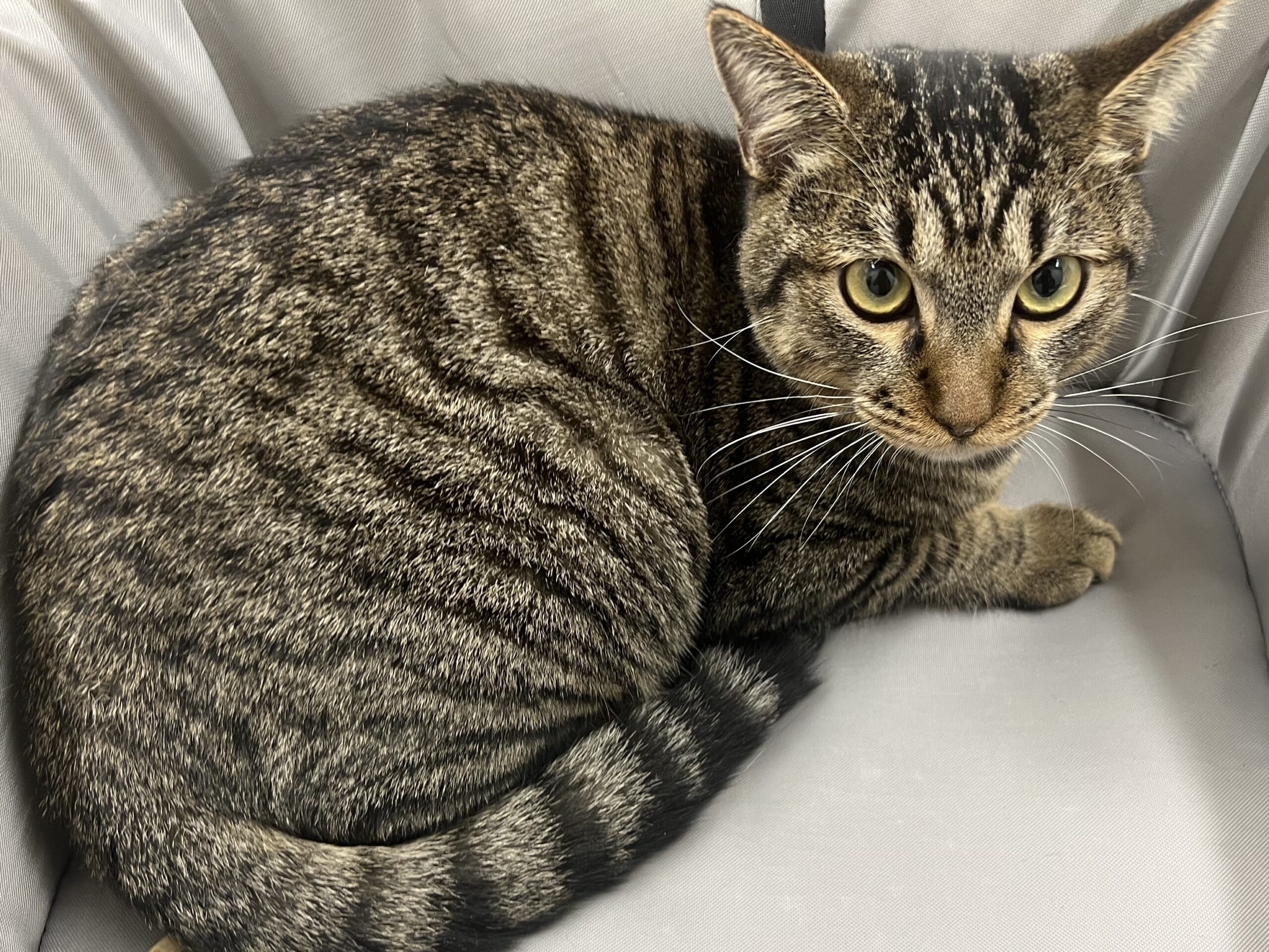 猫伝染性腹膜炎（FIP）の治療 | ぞのペットクリニック | さいたま市緑