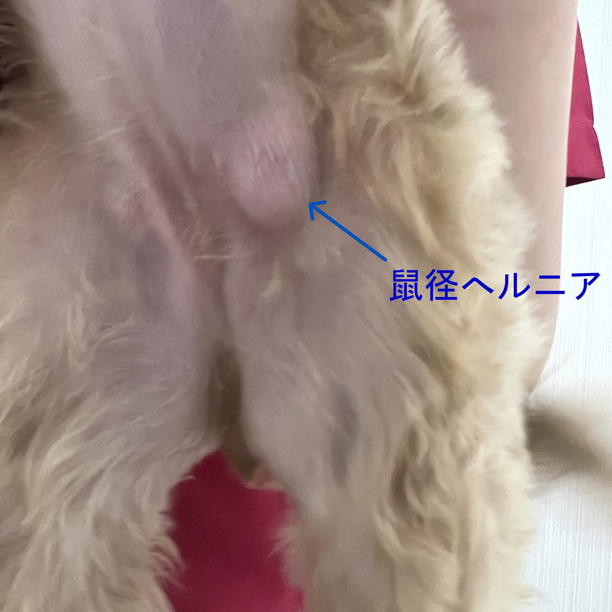 鼠径 ヘルニア 犬