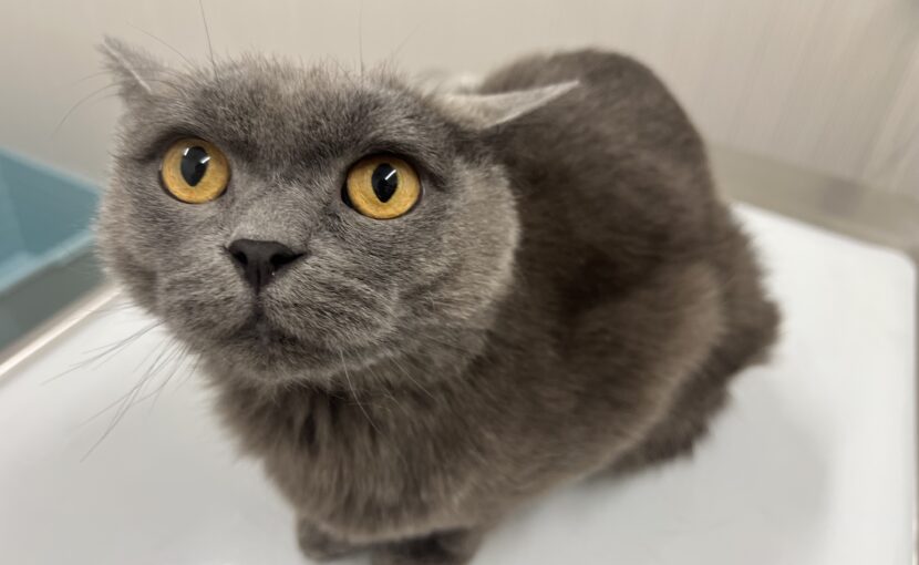  EPIから回復することはできますか?