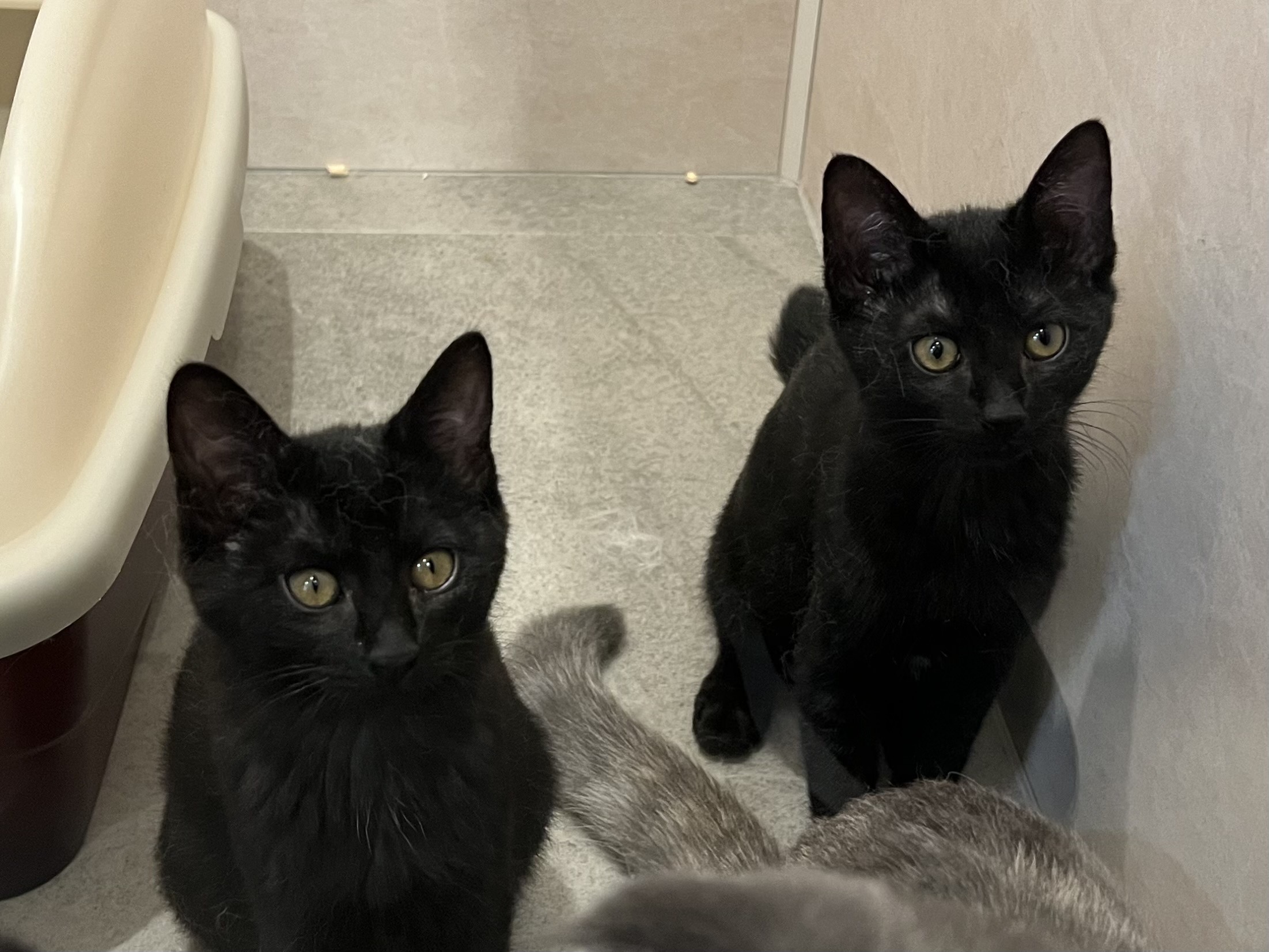 黒猫兄妹の名前が決まりました！ | ぞのペットクリニック | さいたま市