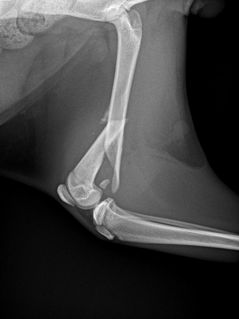 猫の大腿骨骨折の手術 | ぞのペットクリニック | さいたま市緑区の動物